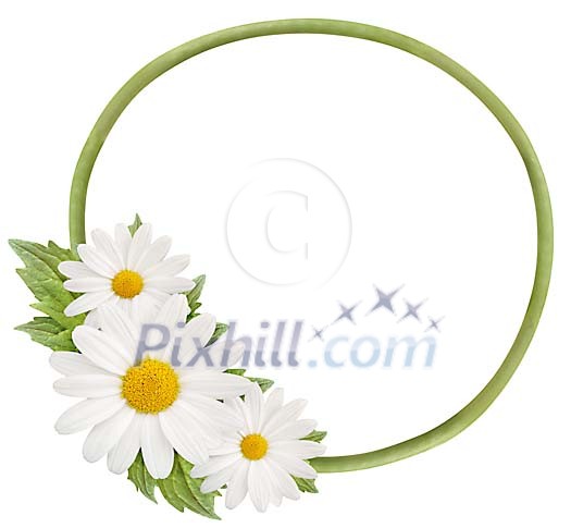 Isolated frame made of daisies