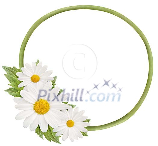 Isolated frame made of daisies Isolated frame made of daisies