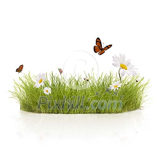 Isolated grass, daisy's, and butterfly's 