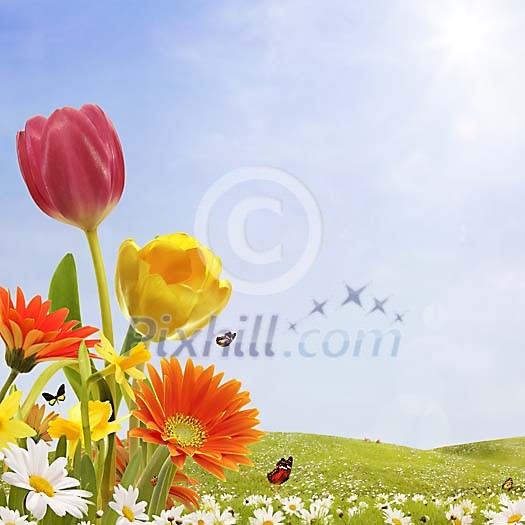 Various spring flowers in idyllic surroundings