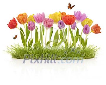 Isolated tulips between grass with butterflies and ladybird Isolated tulips between grass with butterflies and ladybird