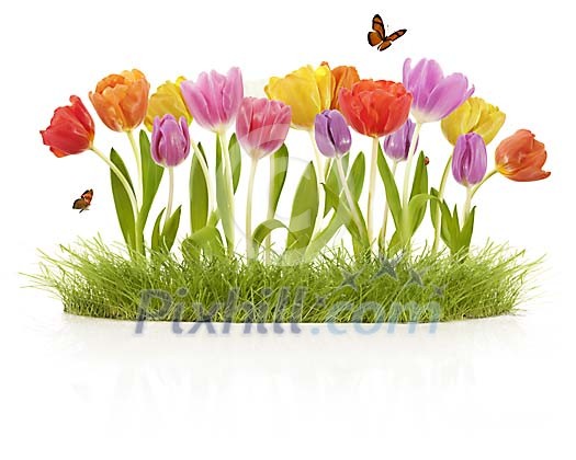 Isolated tulips between grass with butterflies and ladybird Isolated tulips between grass with butterflies and ladybird