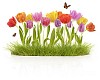 Isolated tulips between grass with butterflies and ladybird