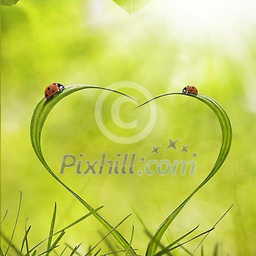 Two ladybugs on grassroots forming heartshape
