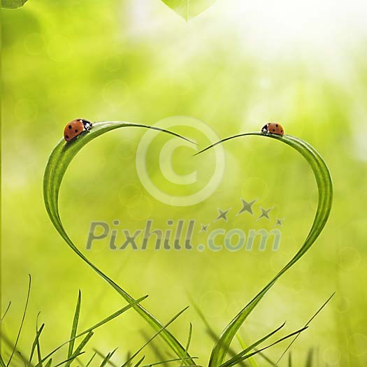 Two ladybugs on grassroots forming heartshape Two ladybugs on grassroots forming heartshape