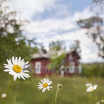 Daisy in front of red cottage Daisy in front of red cottage