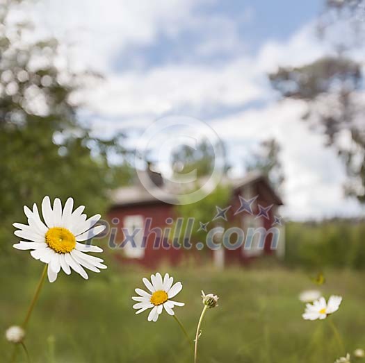 Daisy in front of red cottage