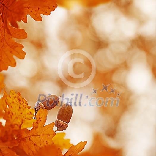 Oak in the autumn