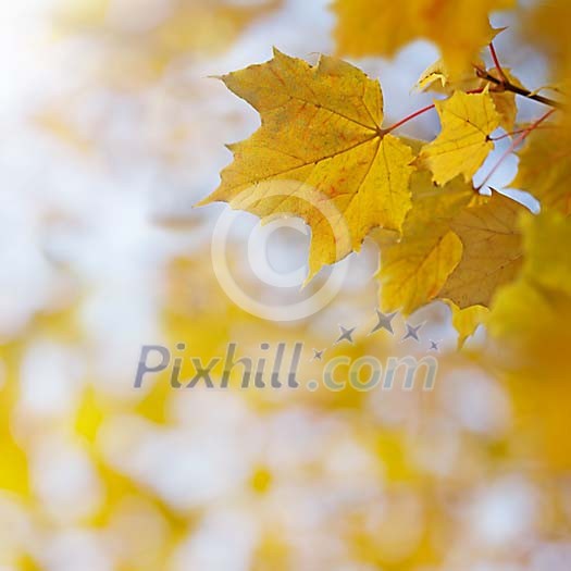 Yellow maple leaf hanging in autumn sun Yellow maple leaf hanging in autumn sun