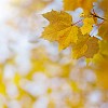 Yellow maple leaf hanging in autumn sun