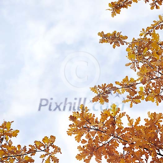 Autumn Oak Branches Against Sky