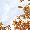 Autumn Oak Branches Against Sky