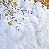 Autumn sky and last leaves on the maple tree