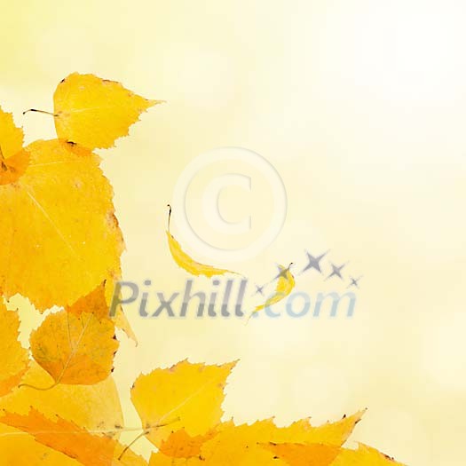 Yellow birch leaves illustration