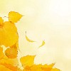 Yellow birch leaves illustration