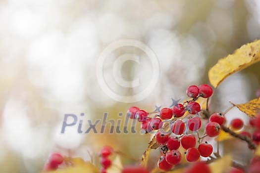 Rowan berries in the autumn