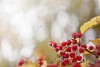 Rowan berries in the autumn