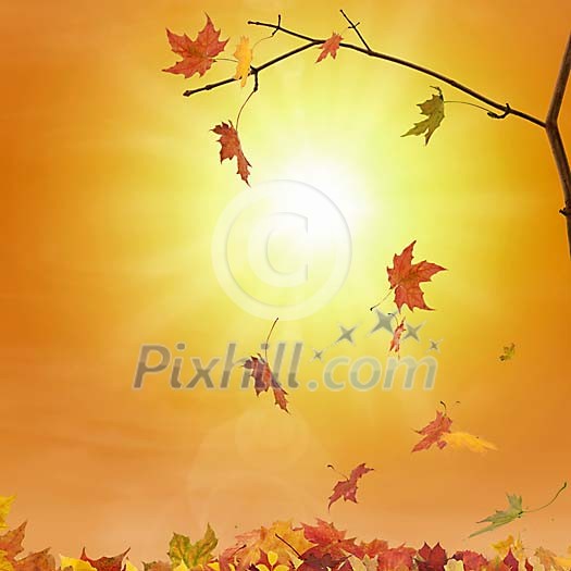 Maple leaves falling down Maple leaves falling down