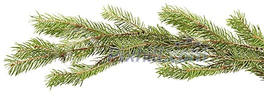 Isolated spruce branch