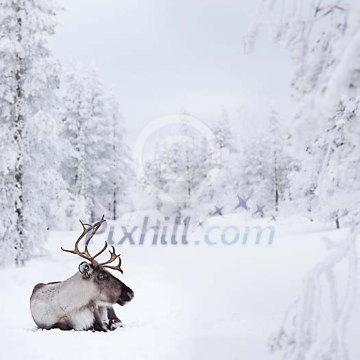 Resting reindeer in winter landscape