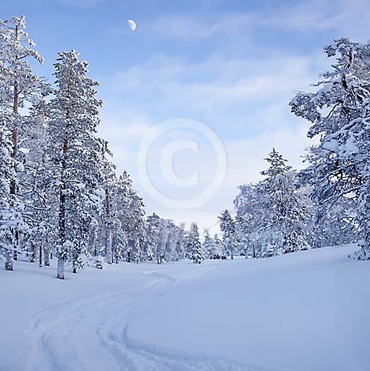 Winter landscape with moon in the sky