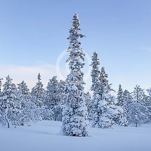 Winter Trees