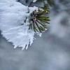 Large Hoar Frost on Pine Branch