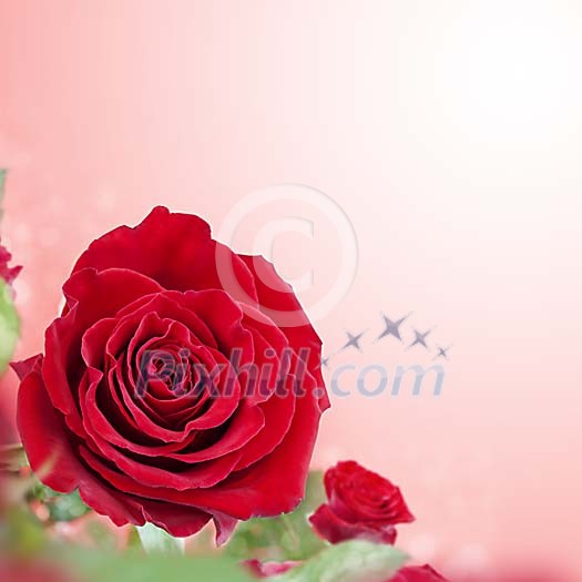 Red rose in shallow focus