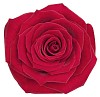 Rose isolated