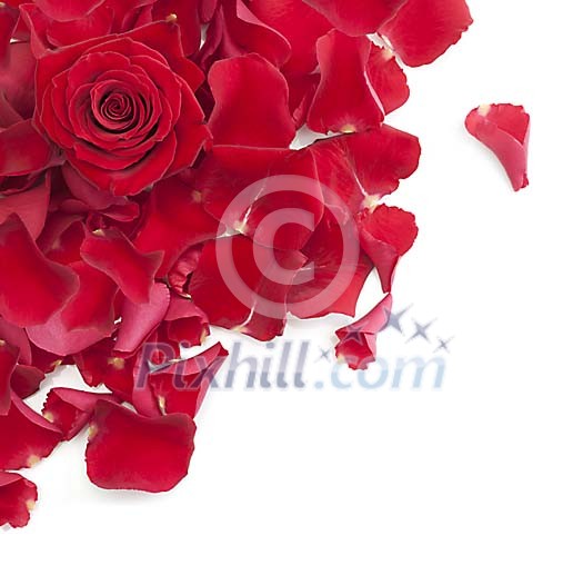 Rose petals and rose on white background