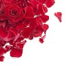 Rose petals and rose on white background