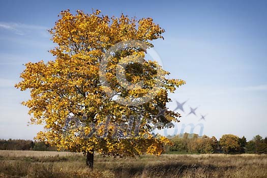 Single yellow maple tree on the field Single yellow maple tree on the field