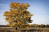 Single yellow maple tree on the field
