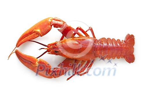 Isolated boiled crayfish