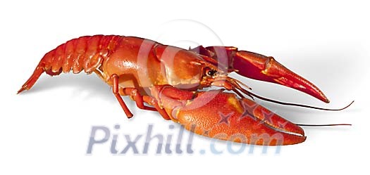 Isolated boiled crayfish Isolated boiled crayfish