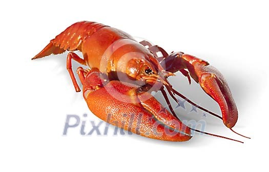 Isolated boiled crayfish