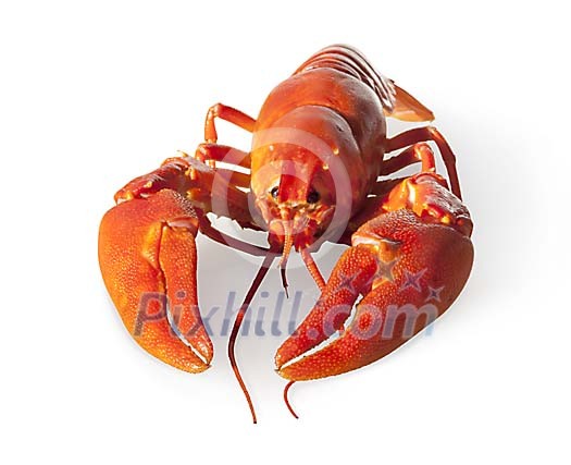 Isolated boiled crayfish
