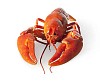 Isolated boiled crayfish