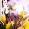 Spring tulips boquet