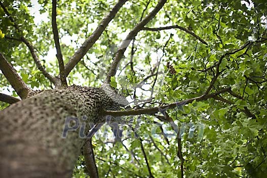 Tree trunk with branches and green leaves