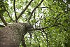 Tree trunk with branches and green leaves