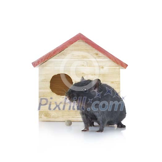 Dark grey mouse in front of a small hut Dark grey mouse in front of a small hut