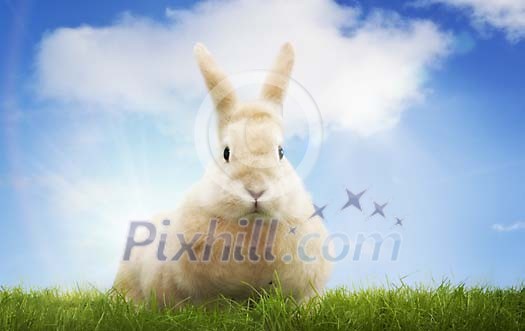 Bunny in grass looking at camera