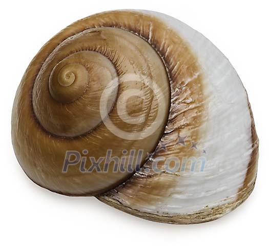 Snail conch with clipping path Snail conch with clipping path