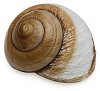Snail conch with clipping path