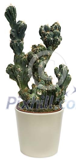 Cactus in a white pot with clipping path