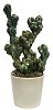 Cactus in a white pot with clipping path