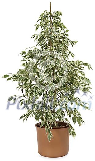 Download Clipped Stock Photos Download Clipped Stock Photos