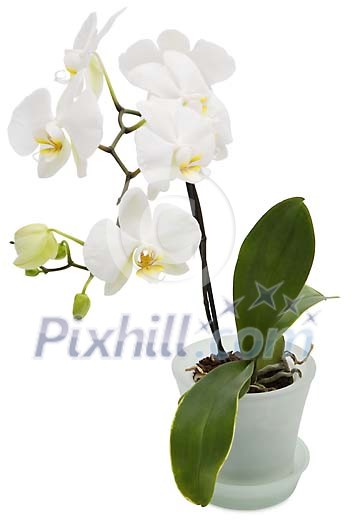 White orchid with clipping path