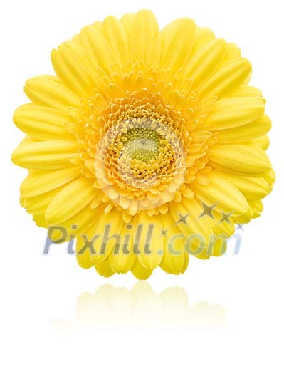 Clipped Flower Stock Images Clipped Flower Stock Images